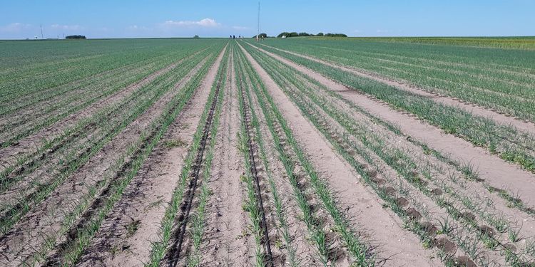 Droppbevattning ska ge bättre skördar