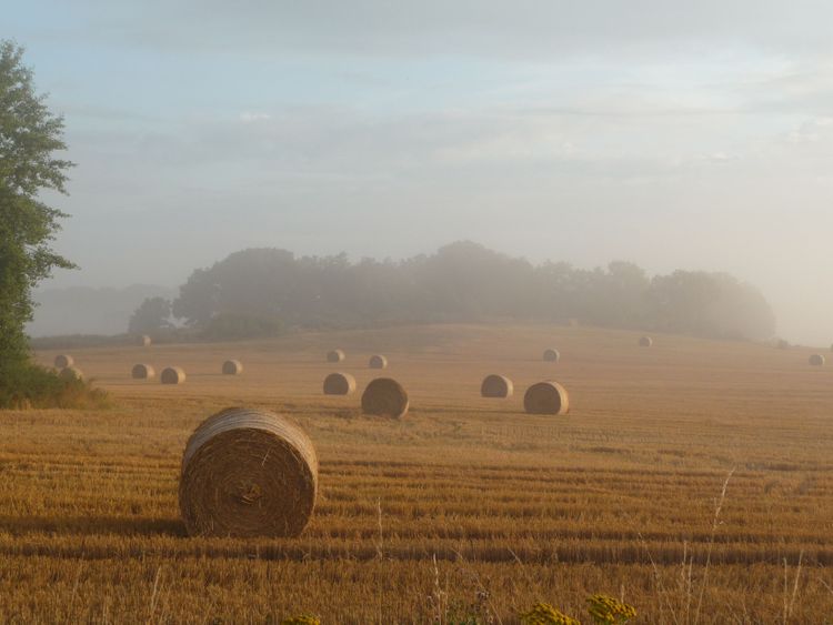 Hyggliga skörderesultat i sydost