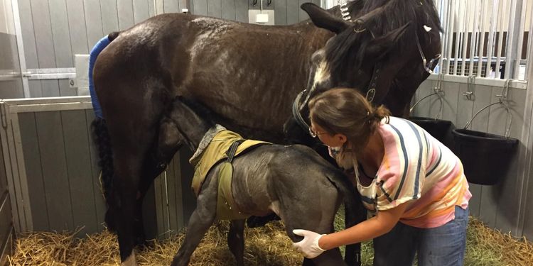 Hon miste tre hästar efter åsknedslag