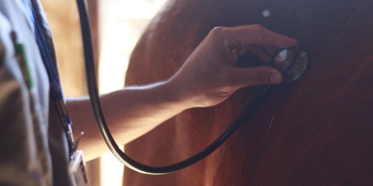 Evidensia stänger hästklinik