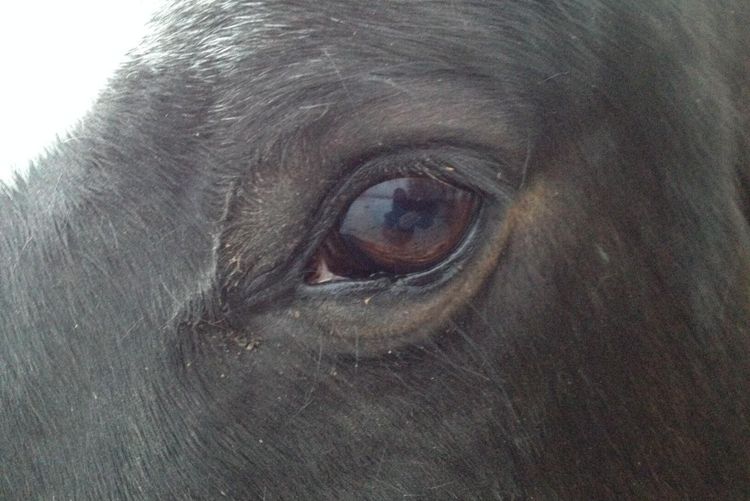 Inga spöken i mörkret för hästar