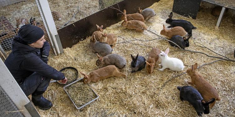 Hon gjorde mjölkgården till kaningård