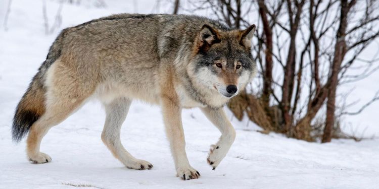 Oklart läge för svenska vargjakten