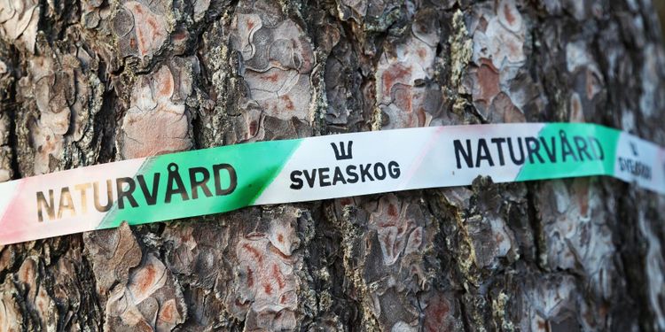 Debatt: Regeringen måste ge svar om Sveaskogs framtid