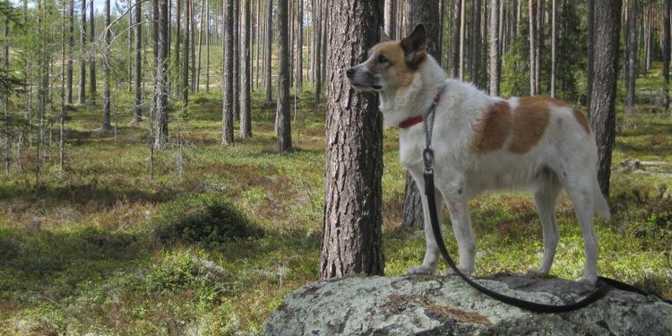 Nu måste hunden kopplas i skogen