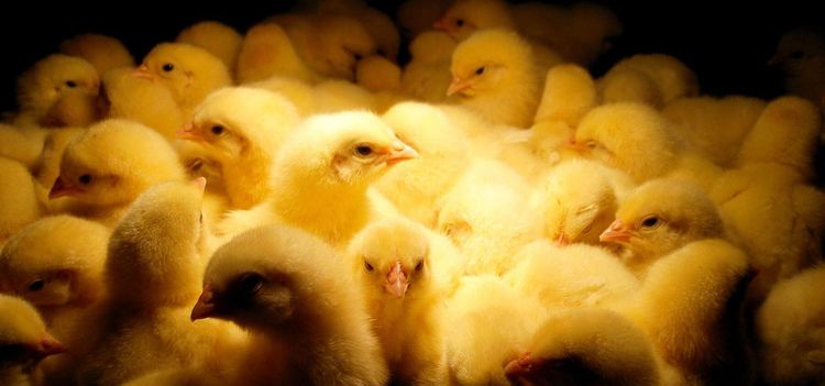 Nytt utbrott av fågelinfluensa – ökar risk för svensk epidemi