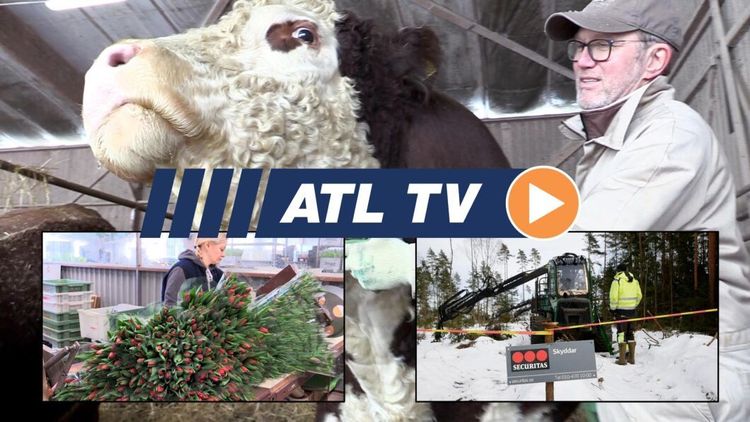 ATL TV: Stölder stoppar skogsmaskiner