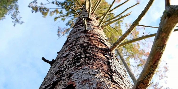 ATL TV: Barkborrarna en rysare