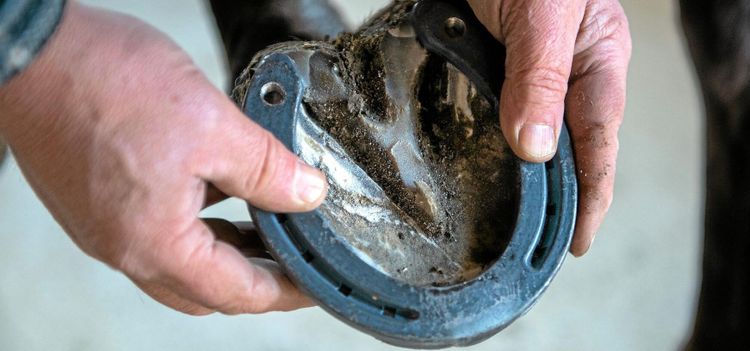 Allt fler gröna kurser på yrkeshögskolor