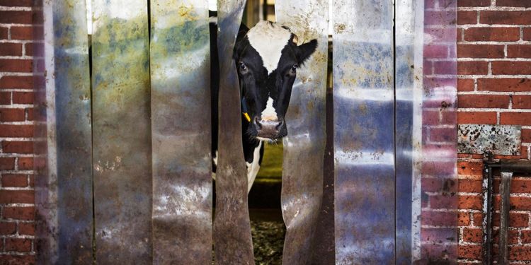 ”Mejeriernas krav knäcker bönderna”