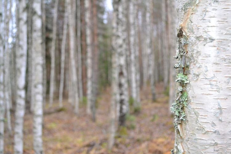 Kinesisk virkeshunger ökar intresset för svensk björk