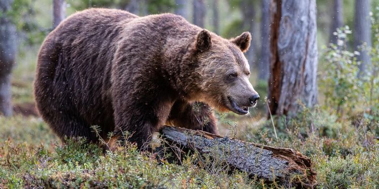Björnar lockas med marshmallows och nutella