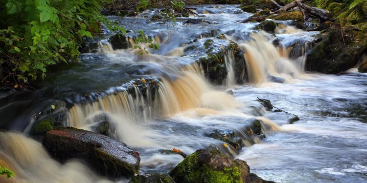 Mer gran ger brunare vatten