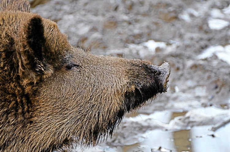 Nytt förslag om utfodringsförbud dröjer