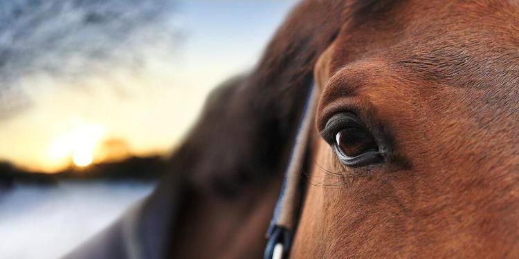 Stämde travprofil på 1,7 miljoner