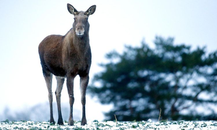 Älgens framfart ska begränsas