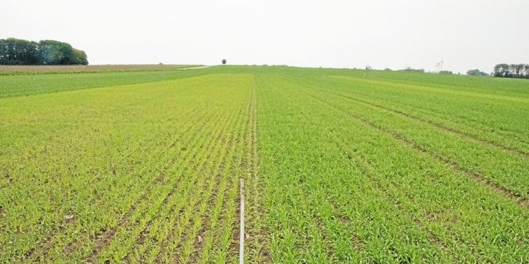 Utredare avråder från förbud av slamspridning