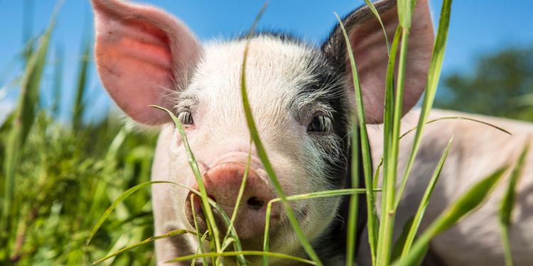 Klen utdelning på EU:s strategi för djurvälfärd