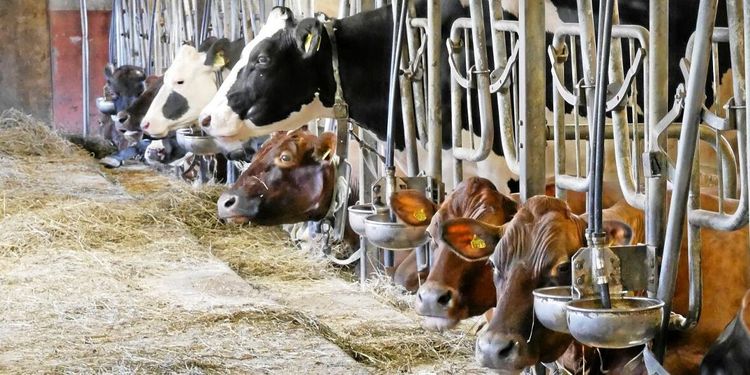 ATL:s läsare: Så långa var slaktköerna