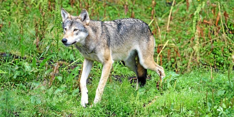 Tyck till om Århuskonventionen