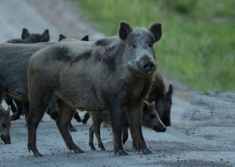 Antalet fall av afrikansk svinpest har exploderat i Polen under första halvåret i år och finns både hos vildsvin och tamsvin.