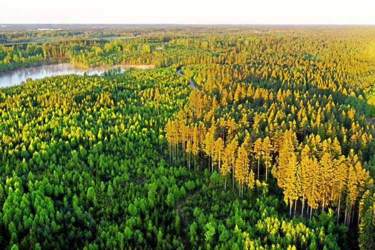 Bolag med skog i tre län till salu