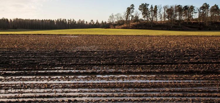 Rådgivarna om det knepiga vårbruket