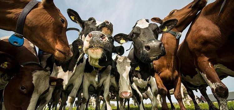 Mjölkbönder ser ökad lönsamhet