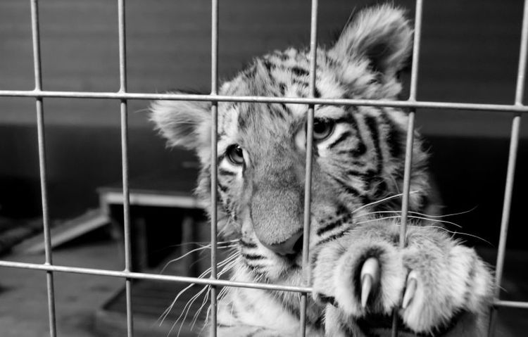 Nya djurskyddslagen förbjuder någon att slå sina husdjur eller äga vilda djur som tigrar.