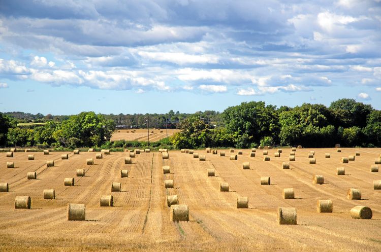 Jordbruket i strykklass i både Indien och Sverige