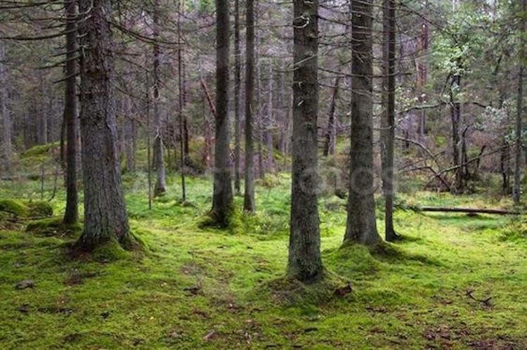 Sveaskog för och emot neonikotinoider
