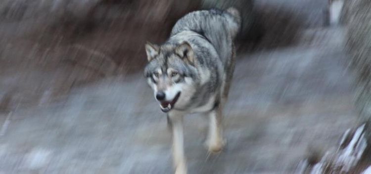Varghane biter sig kvar i Skånetrakten