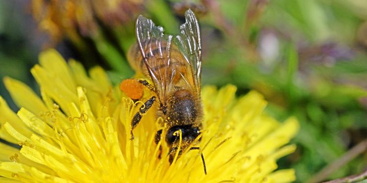 Dispenser för neonikotinoider stoppas