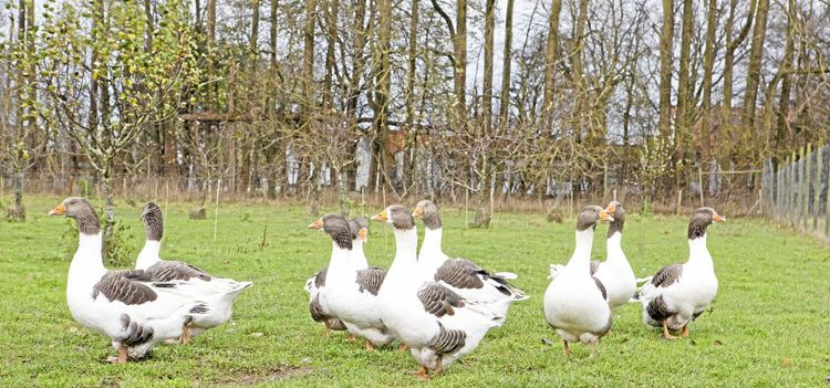 Bokeslundsgården - mångfald i praktiken