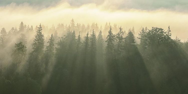 ”Miljöpartiets syn på skogen smittar av sig”