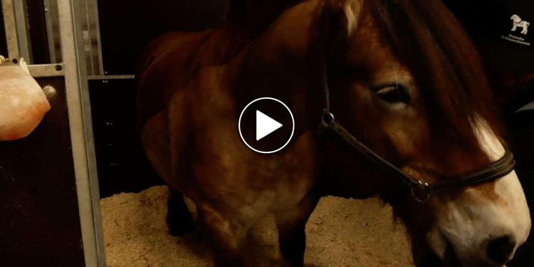 ATL TV: Nordsvensk och ardenner gör succé