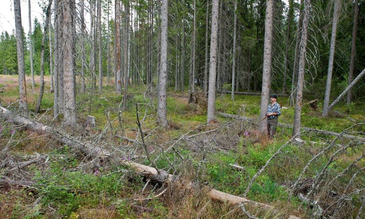 Norrskogs resultat en besvikelse