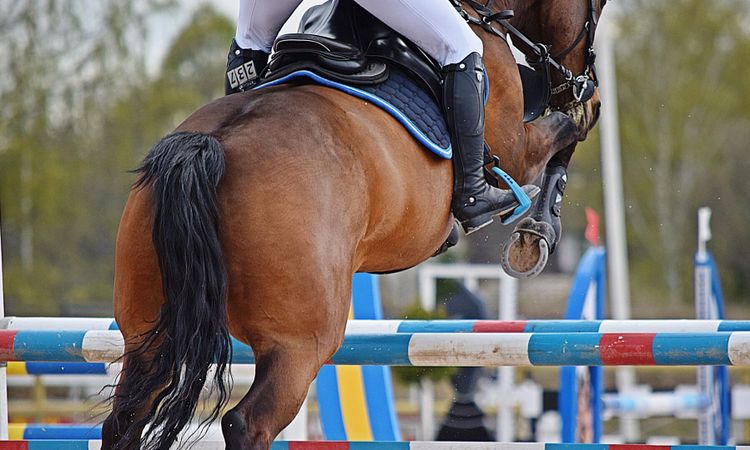 Lyckad hjärtoperation på hopphäst