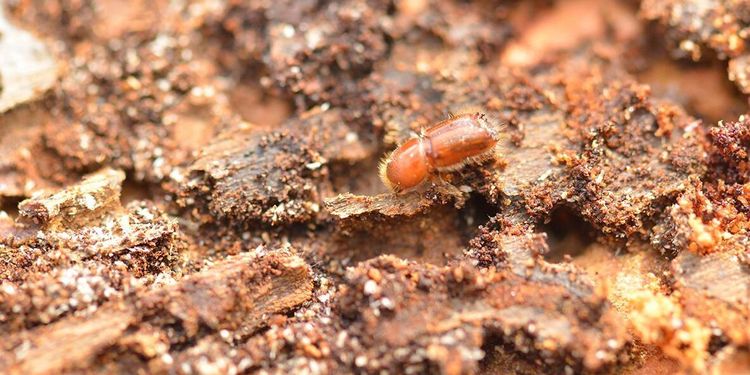 ”Dags att staten tar ansvar för sin uppfödning av barkborrar”