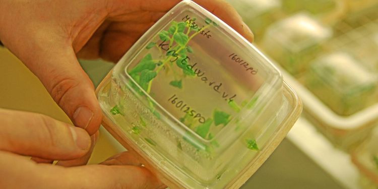 Gensaxen kan ges plats med ändrad EU-lagstiftning