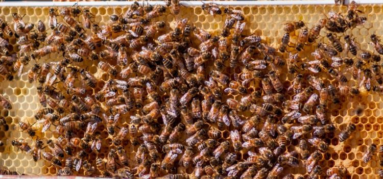 Kyla och torka slår hårt mot biodlare