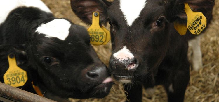 Därför ökar antalet tvillingfödslar