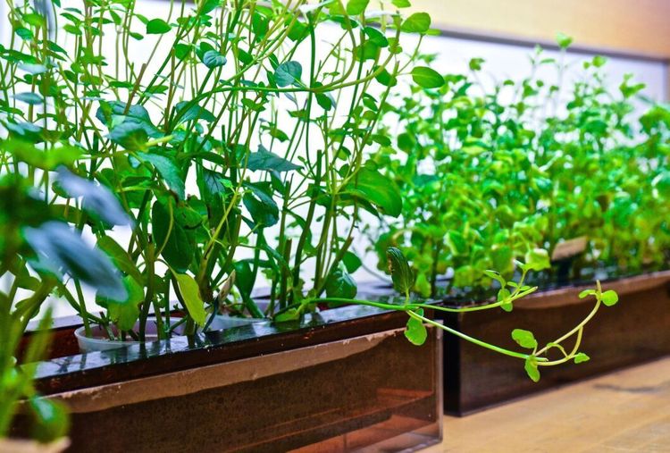 90 procent lägre skatt på smart odling