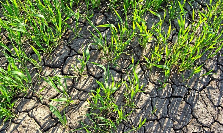 Så påverkar torkan jordarnas funktioner