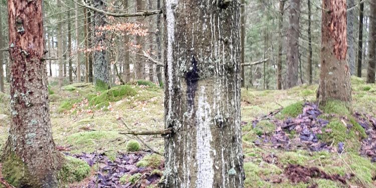 Ökande skogsskador efter extremväder