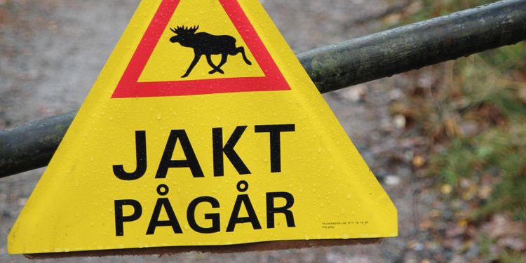 Risk att årets älgjakt avbryts i förtid
