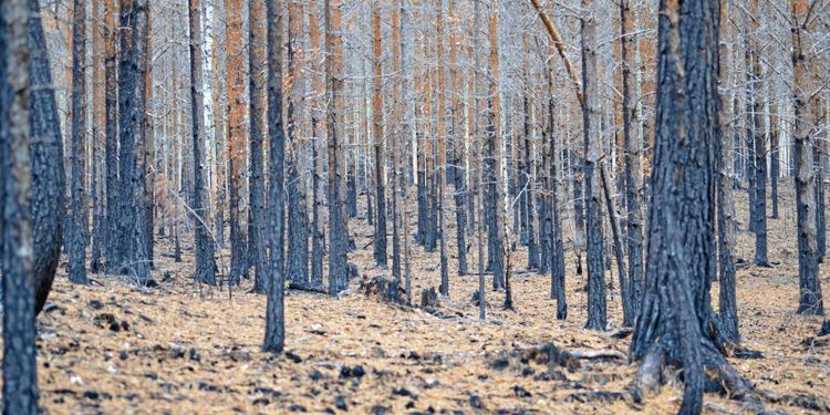 Osäkert om storreservat efter bränderna