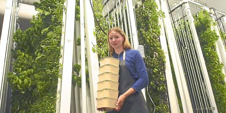 Här odlas kryddorna på höjden