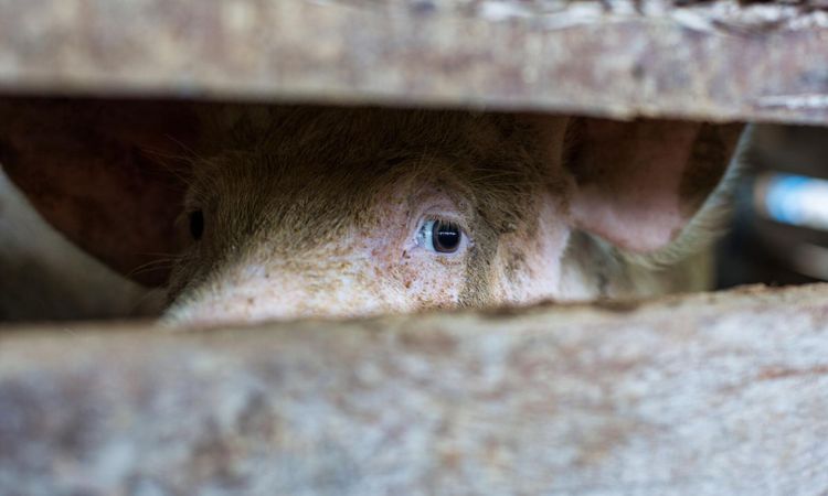 Slakteri får företagsbot – slaktade utan rätt bedövning