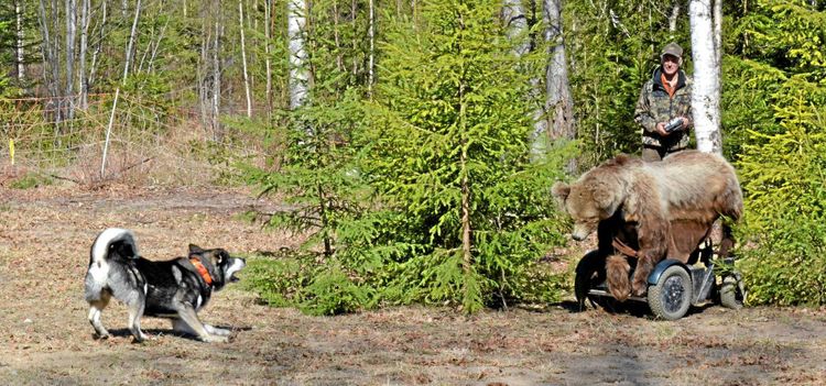 Radiostyrt vilt botar skrämda hundar
